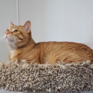 Picture of Leo