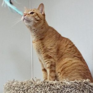 Picture of Leo