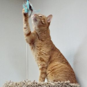 Picture of Leo
