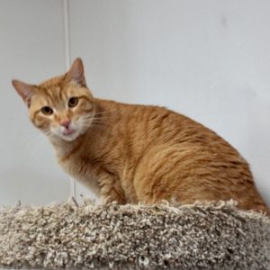 Picture of Leo