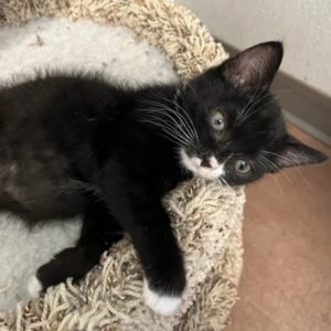 Picture of Linguini