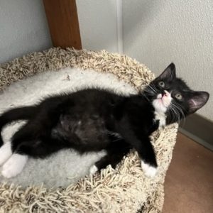 Picture of Linguini