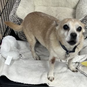 Picture of Lucky