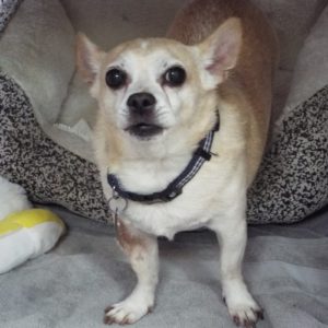 Picture of Lucky