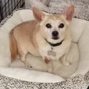 Picture of Lucky