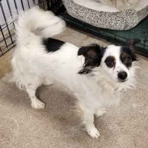 Picture of Petey
