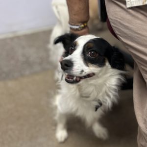 Picture of Petey