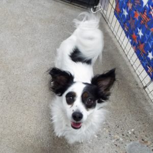 Picture of Petey