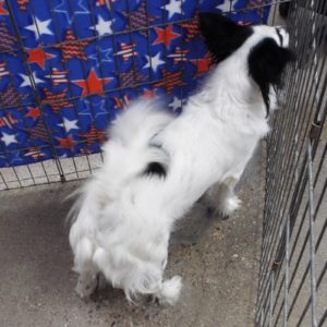 Picture of Petey