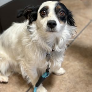 Picture of Petey