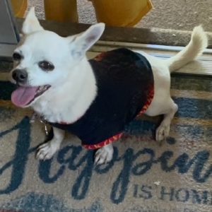 Picture of Snowy