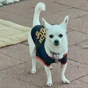 Picture of Snowy