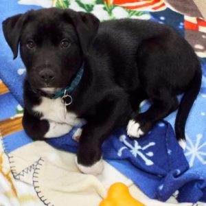 Picture of Tuxedo