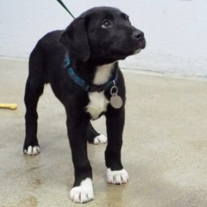 Picture of Tuxedo