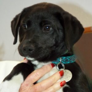 Picture of Tuxedo