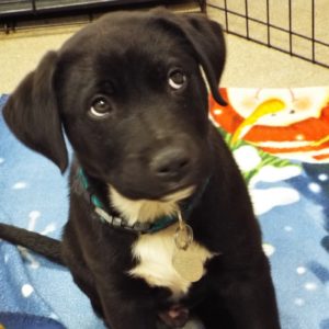 Picture of Tuxedo