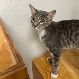 Picture of Barclay