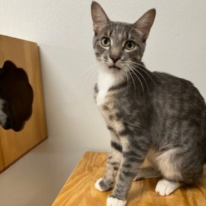 Picture of Barclay