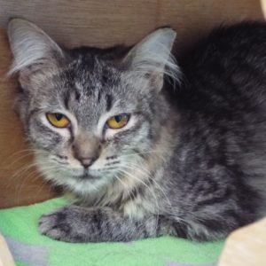 Picture of Bessie