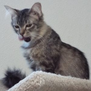 Picture of Bessie