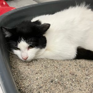 Picture of Box