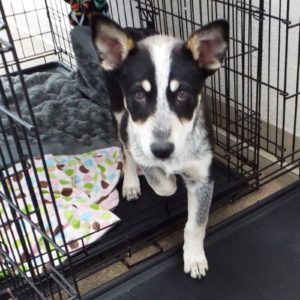 Picture of Chanel