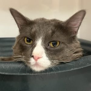 Picture of Commander Tom