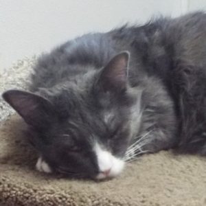 Picture of Commander Tom