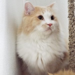 Picture of Cumin