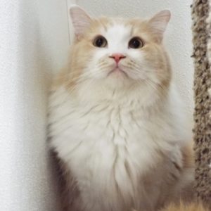 Picture of Cumin