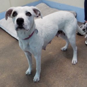Picture of Dotty