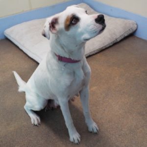 Picture of Dotty