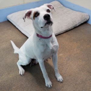 Picture of Dotty