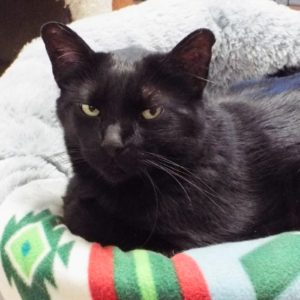 Picture of Duke