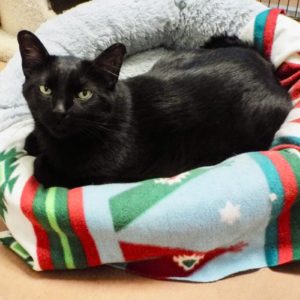 Picture of Duke