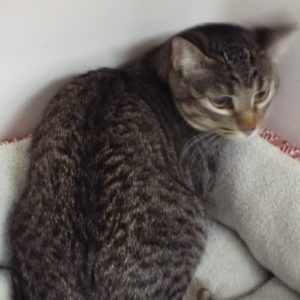 Picture of Finch