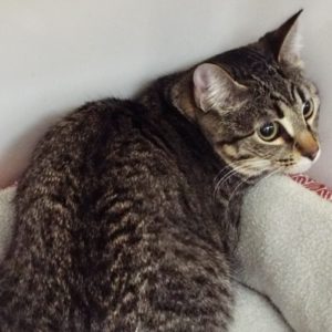 Picture of Finch