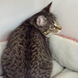 Picture of Finch