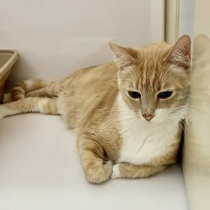 Picture of Fynn (R.B.)