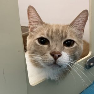 Picture of Fynn (R.B.)