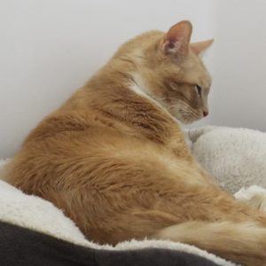 Picture of Fynn (R.B.)