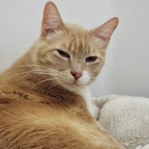 Picture of Fynn (R.B.)