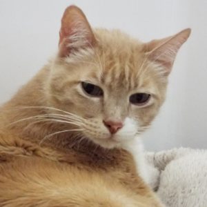 Picture of Fynn (R.B.)