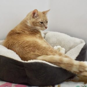 Picture of Fynn (R.B.)