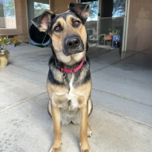 Picture of Gracie