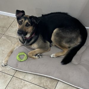Picture of Gracie
