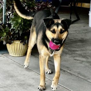 Picture of Gracie