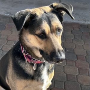 Picture of Gracie