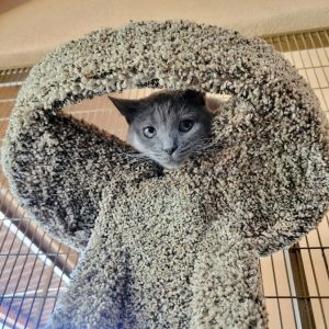 Picture of Indigo
