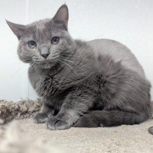 Picture of Indigo